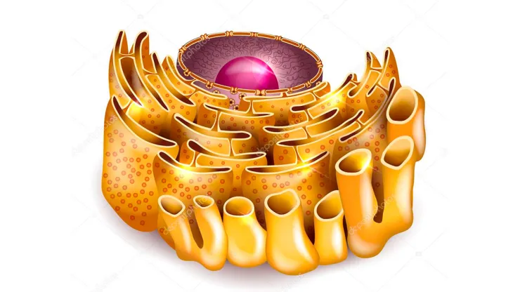 Retículo Endoplasmático Liso: O Fabricante de Lipídios