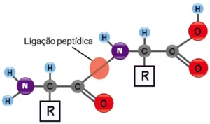 ligacao-peptidica