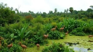 especies-exoticas-que-se-tornaram-invasoras-impactos-no-meio-ambiente