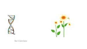 genotipos-e-fenotipos-diferenca-entre-caracteristicas-geneticas-e-visiveis
